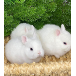 Положительный отзыв Питомник Царский Кролик