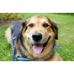 Положительный отзыв Кинологический центр Инстинкт