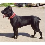 Положительный отзыв Кинологический центр "Инстинкт" - зоогостиница для собак