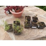 Отзывы об интернет-магазине Интернет-магазин Garden Plants shop-gardenplants.ru