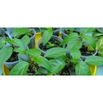 Отзывы о компании Компания «БиоГрунт», Торф и грунт с доставкой в Сходню